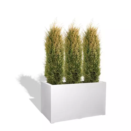 Biała donica D913N z jałowcem