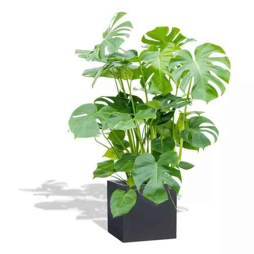 Antracytowa donica D92B z monsterą