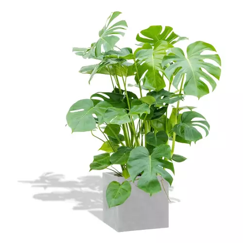 Betonowa donica D92B z monsterą