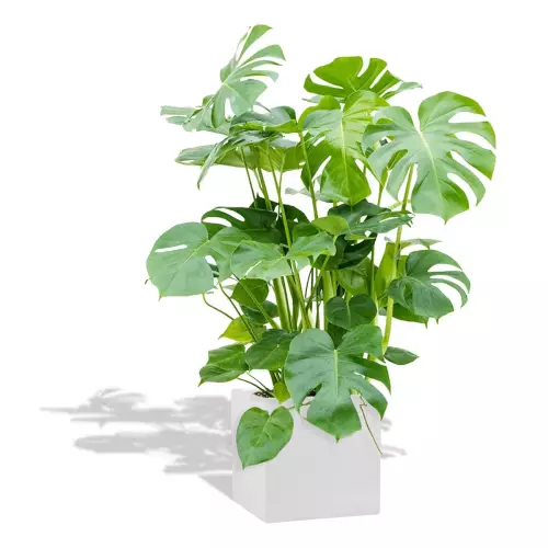 Biała donica D92B z monsterą