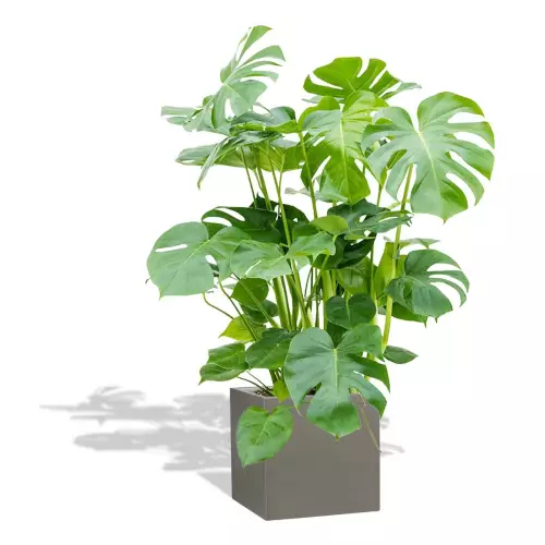 Szara donica D92B z monsterą