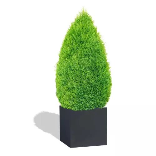 Antracytowa donica D92C z cisem