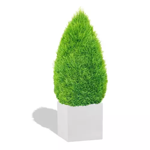 Biała donica D92C z cisem