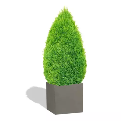 Szara donica D92C z cisem