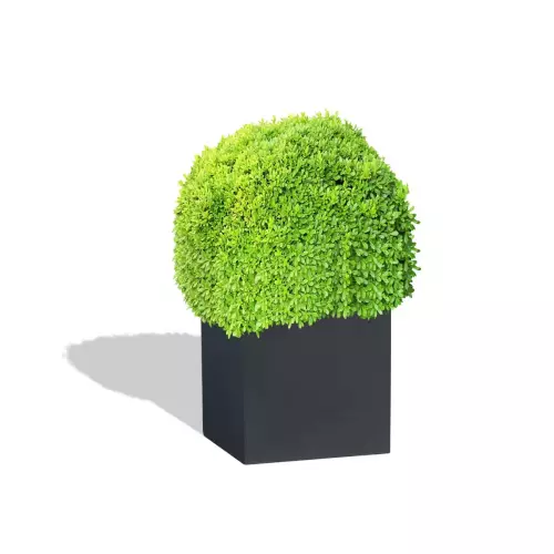 Antracytowa donica D92D z bukszpanem