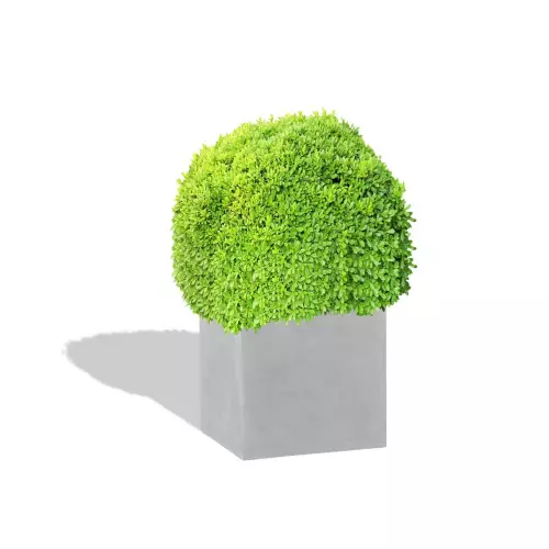 Betonowa donica D92D z bukszpanem