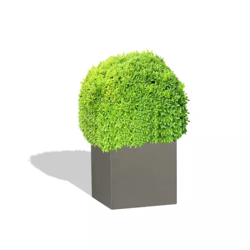 Szara donica D92D z bukszpanem