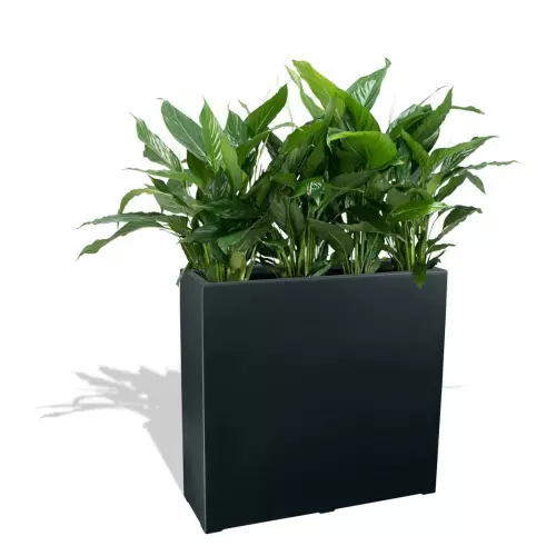 Antracytowa donica D972A z Skrzydłokwiatem