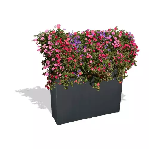 Antracytowa donica D972C z Pelargoniami i Petuniami