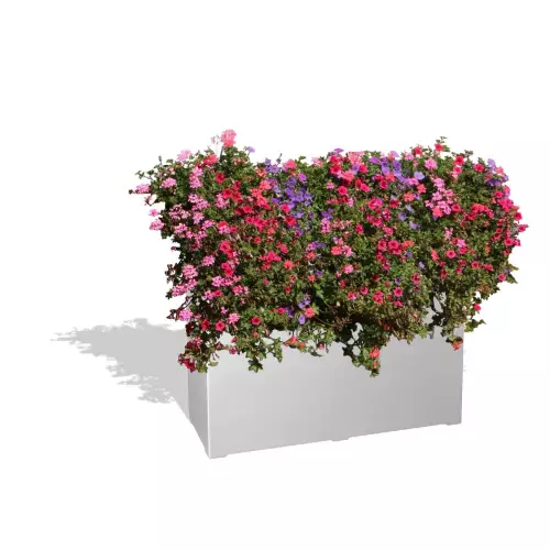 Biała donica D972C z Pelargoniami i Petuniami