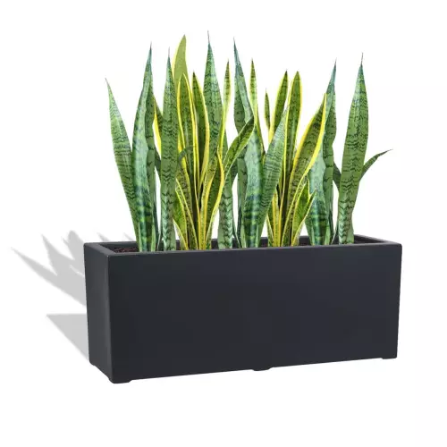 Antracytowa donica D972L z Sansewierią