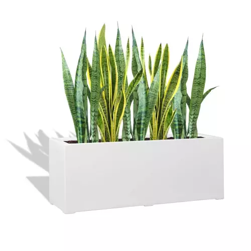 Biała donica D972L z Sansewierią