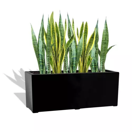 Czarna donica D972L z Sansewierią