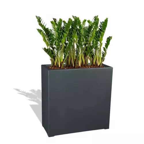 Antracytowa donica D972N z Zamiokulkasem zamiolistnym