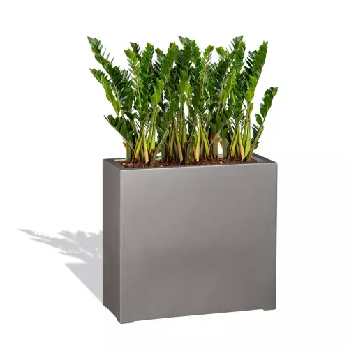 Szara donica D972N z Zamiokulkasem zamiolistnym