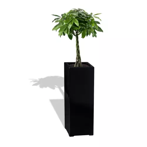 Czarna donica D973B z Pachirą