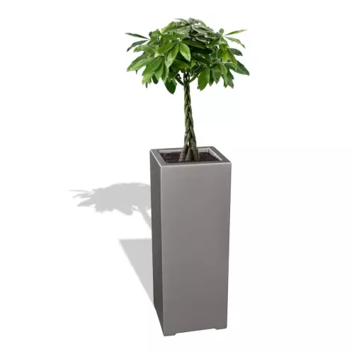 Szara donica D973B z Pachirą