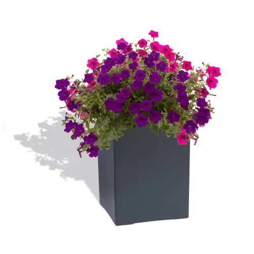 Antracytowa donica D973N z Petuniami