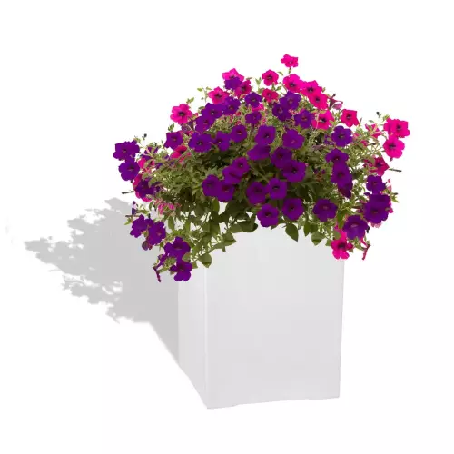 Biała donica D973N z Petuniami