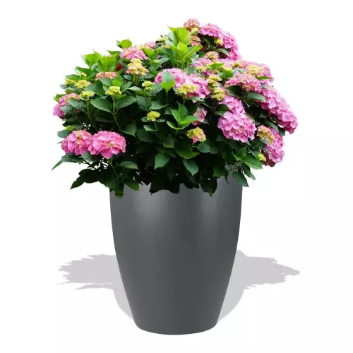 Antracytowa donica D982C z Hortensją