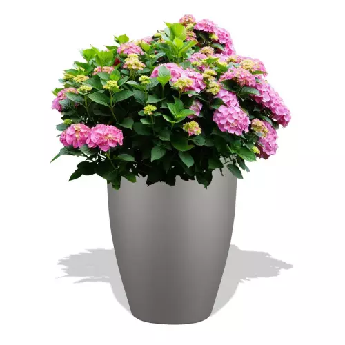 Szara donica D982C z Hortensją