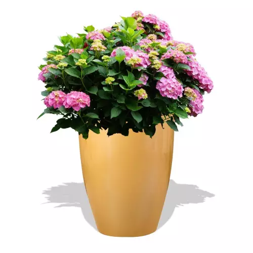 Złota donica D982C z Hortensją