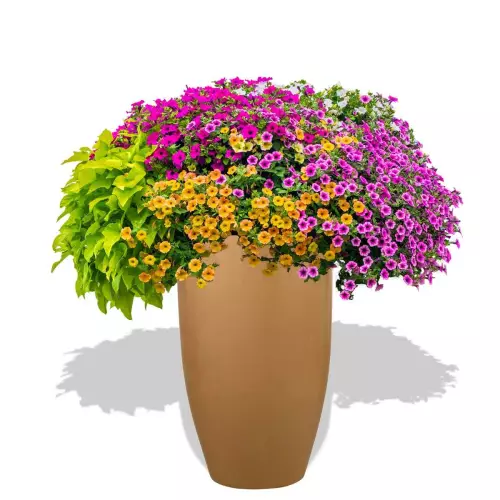 Złota donica D982F z Petuniami w aranżacji