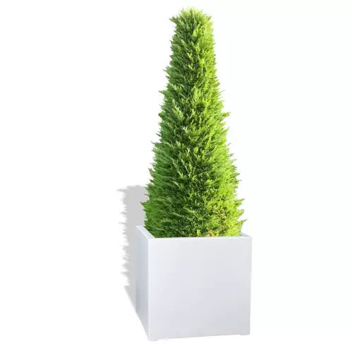 Biała donica D992B z Żywotnikiem