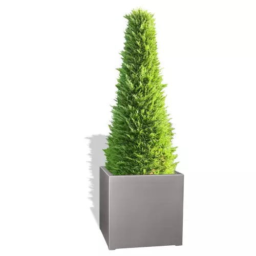 Szara donica D992B z Żywotnikiem