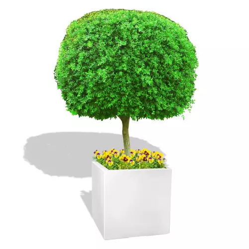 Biała donica D992D z drzewem i bratkami