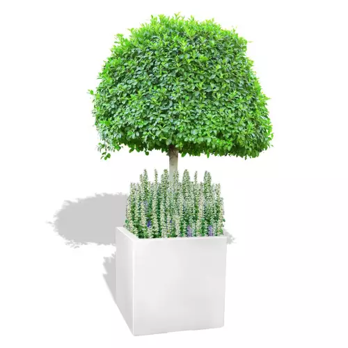 Biała donica D992E z drzewem i dąbrówką rozłogową