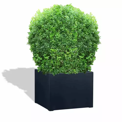 Antracytowa donica D992ED z bukszpanem