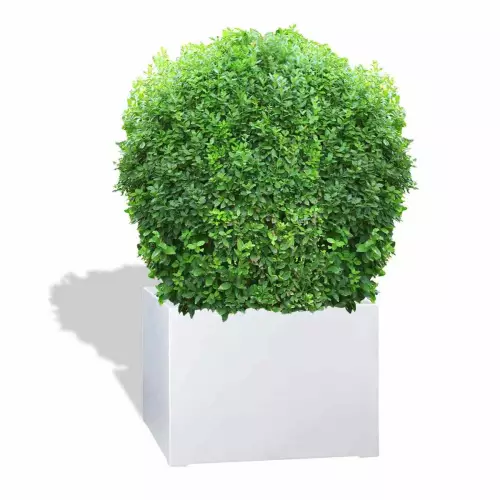 Biała donica D992ED z bukszpanem