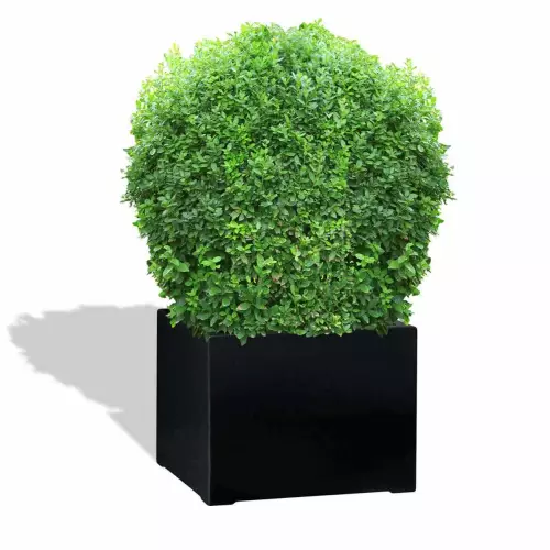 Czarna donica D992ED z bukszpanem