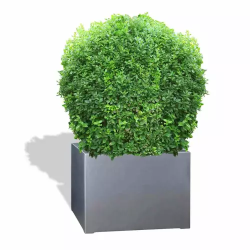 Szara donica D992ED z bukszpanem