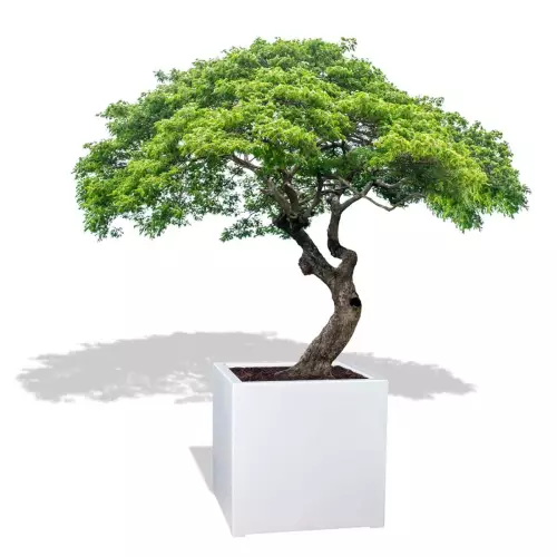 Biała donica D992F z drzewem bonsai