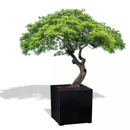 Czarna donica D992F z drzewem bonsai