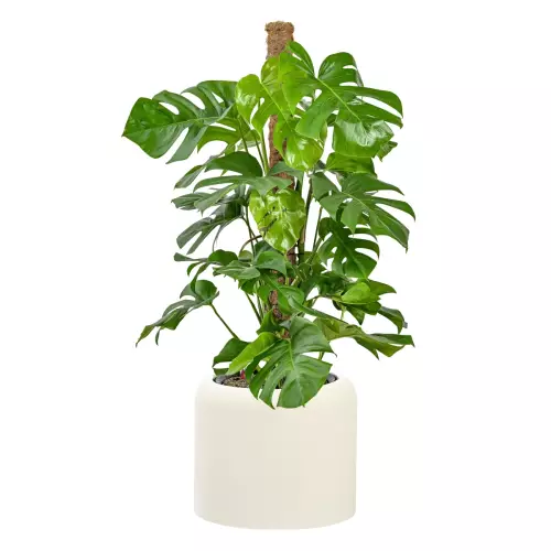 Monstera w donicy AMBIENTE 35 biały beton