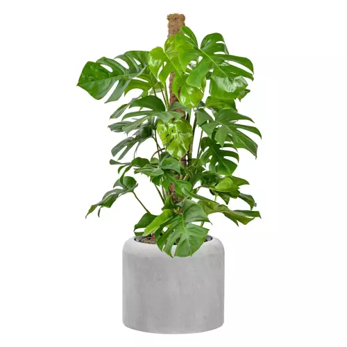 Monstera w donicy AMBIENTE 35 szary beton
