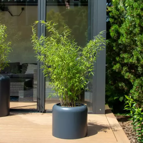 Bambus w donicy AMBIENTE 35 antracyt mat