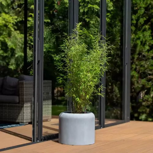 Bambus na taras (Fargesia nitida) w donicy AMBIENTE 35 szary beton