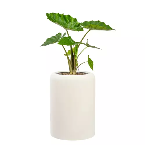 Alokazja w donicy AMBIENTE 60 biały beton