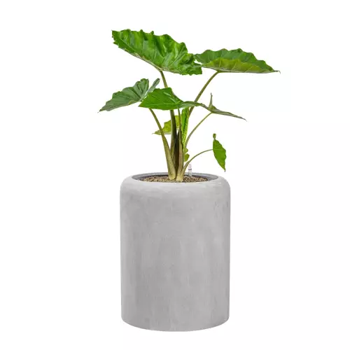 Alokazja w donicy AMBIENTE 60 szary beton