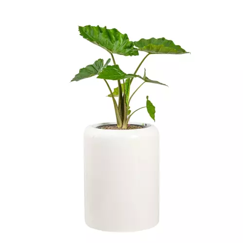 Alokazja w donicy AMBIENTE 60 biały połysk