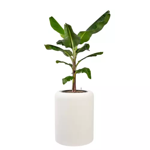 Bananowiec w donicy AMBIENTE 70 biały beton
