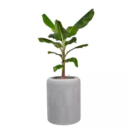 Bananowiec w donicy AMBIENTE 70 biały beton