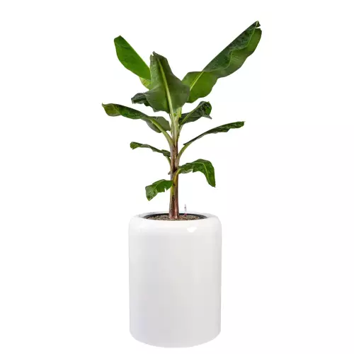 Bananowiec w donicy AMBIENTE 70 biały połysk