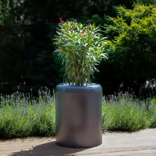 Oleander w antracytowej donicy AMBIENTE 70