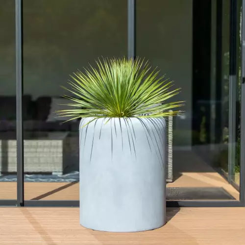 Juka rostrata w donicy AMBIENTE 70 szary beton