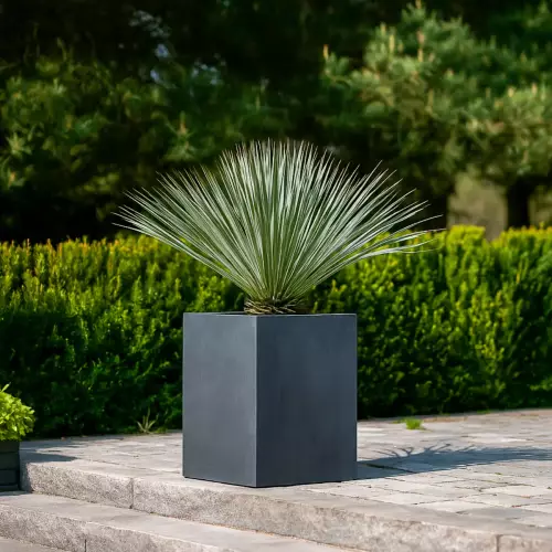 Juka rostrata w donicy D100C grafitowy beton